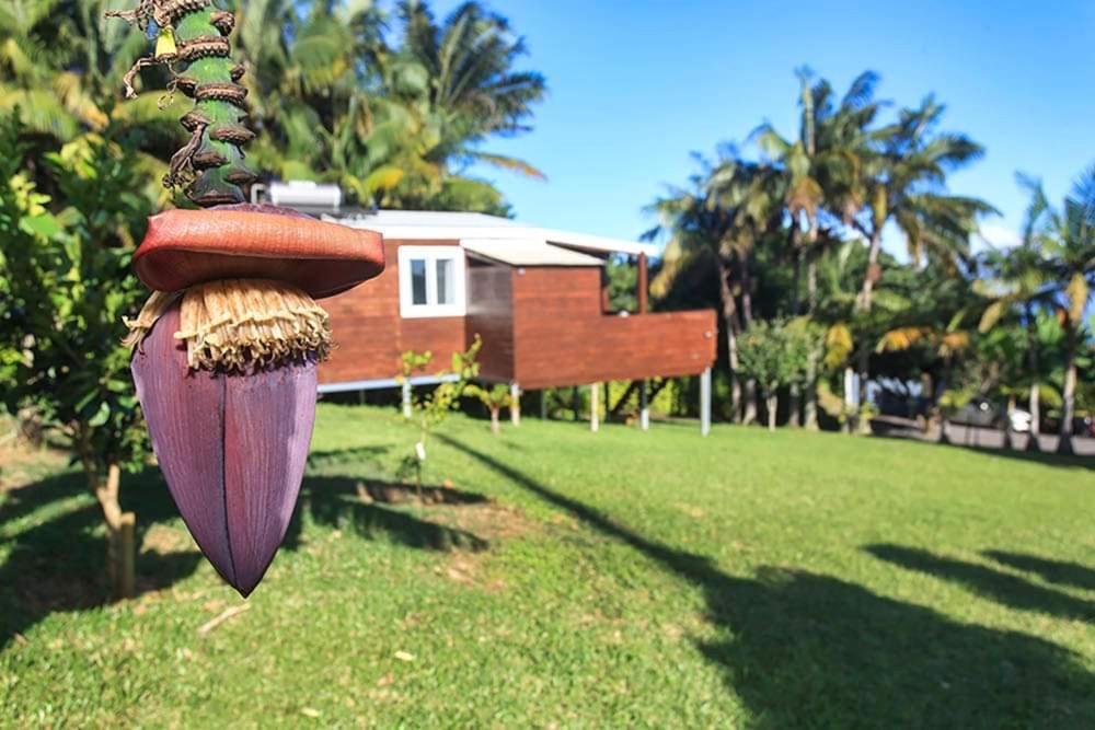 L'Escapade Creole Jacuzzi Privatif Bungalow Ananas Saint-Joseph Exteriör bild